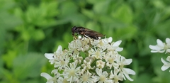 Cheilosia scutellata