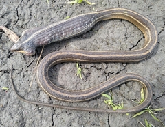 Thamnophis proximus rutiloris