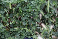 Hordeum murinum leporinum