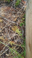 Plestiodon septentrionalis