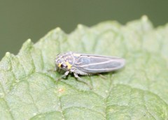 Graphocephala nigrifascia