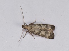Dichomeris inversella