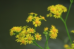 Sinosenecio oldhamianus