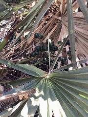 Trithrinax campestris