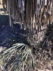 Trithrinax campestris