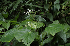 Wax Begonia (Begonia obliqua)