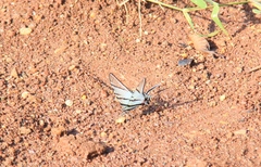 Protographium epidaus epidaus