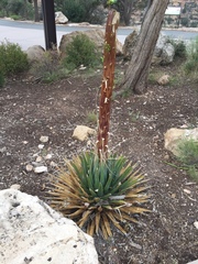 Agave utahensis