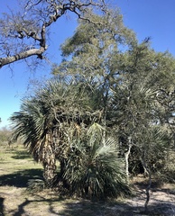 Trithrinax campestris