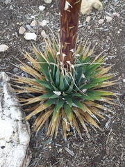Agave utahensis