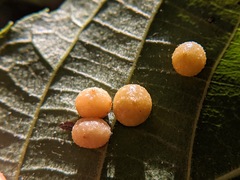 Caryomyia tuberculata