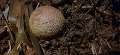 Geastrum indicum
