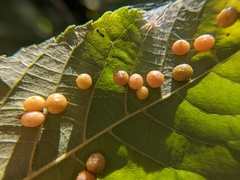 Caryomyia tuberculata