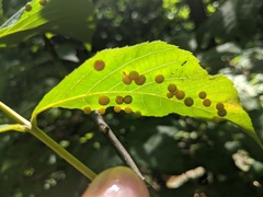 Caryomyia tuberculata