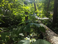 Caryomyia tuberculata