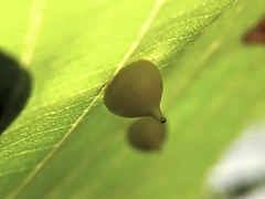 Caryomyia conoidea