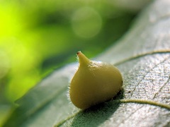 Caryomyia conoidea