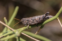 Agroecotettix modestus