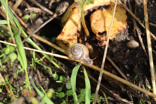 Kentish Nun Snail, 18,, Cruquiushaven 17, 2102 LX Heemstede, Netherlands, photo 7 of 10
