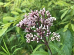 Eutrochium maculatum