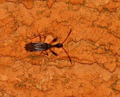 Myodocha serripes