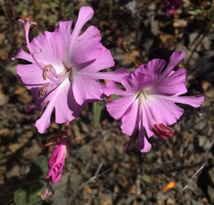 Clarkia breweri