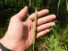 Elymus trachycaulus