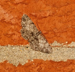 Protoboarmia porcelaria