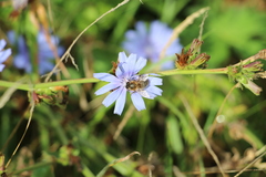 Apis mellifera