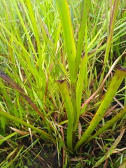 Lachnanthes caroliniana image