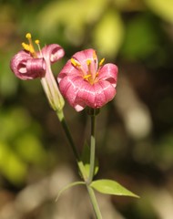 Lilium rubescens