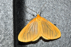 Eubaphe