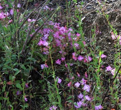 Clarkia breweri