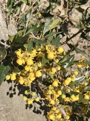 Berberis ruscifolia