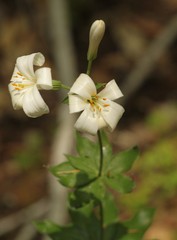 Lilium rubescens
