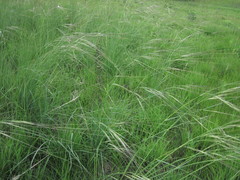 Hesperostipa spartea