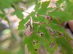 Strophosoma melanogrammum