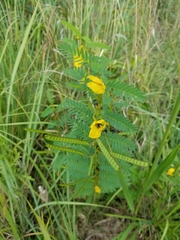 Chamaecrista fasciculata