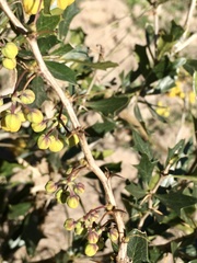 Berberis ruscifolia