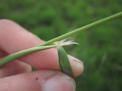 Hesperostipa spartea