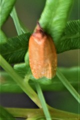 Sparganothis distincta