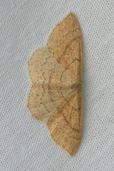 Cyclophora dataria