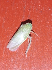 Gyponini