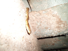 Leptodeira polysticta