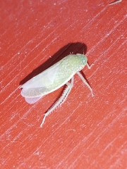 Gyponini