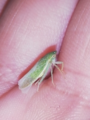 Gyponini