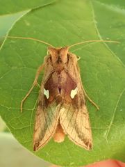 Autographa metallica