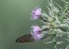 Lasiommata schakra