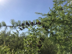 Larix laricina