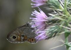 Lasiommata schakra